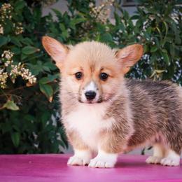Jessie - Fawn female Pembroke Welsh Corgi puppy in Caliente, California from Rafter Cross 7
