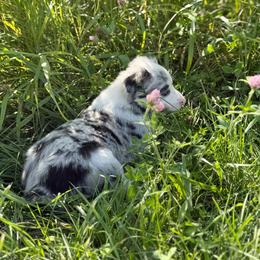 June - Blue merle female Border Collie puppy in Owenton, Kentucky from Three16 Ranch