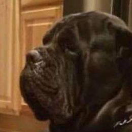 Cane Corso from Bane's Legacy Cane Corso