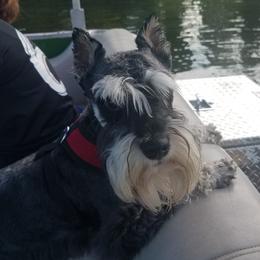 Axle - Miniature Schnauzer
