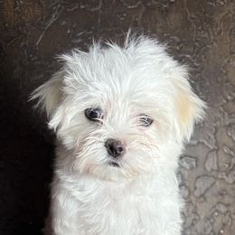 Maltese Puppies from Adorable Maltese Puppies