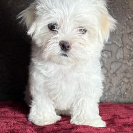 Maltese Puppies from Adorable Maltese Puppies