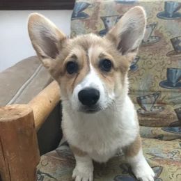 Cardigan Welsh Corgi and Pembroke Welsh Corgi All Grown Up from Dream Giver Corgis