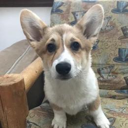 Cardigan Welsh Corgi and Pembroke Welsh Corgi All Grown Up from Dream Giver Corgis