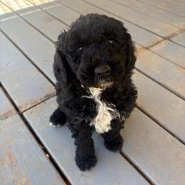 Girl 2 - Black female Double Doodle puppy in Jonesborough, Tennessee from Dry Creek Siberians