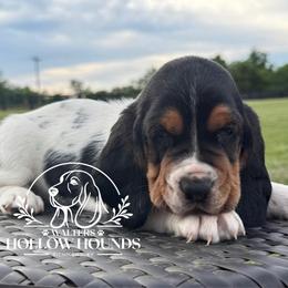 Ringo - Black white and brown male Basset Hound puppy in Richmond, Kentucky from Walters Hollow Hounds