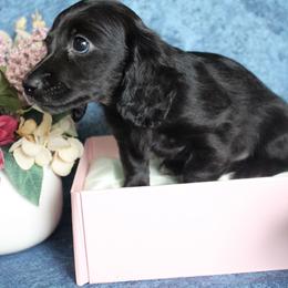 Kelly - Black female Dachshund puppy in Pace, Florida from Shoebox Doxie’s