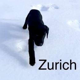 Zurich - Black male Labrador Retriever puppy in Mineral, Virginia from Canine Assist