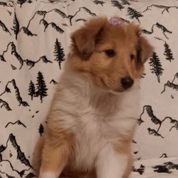Sandy (Light Sable Girl) - Sable and white female Collie puppy in Salem, Indiana from Living Blessed Collies