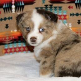 German Shepherds and Miniature Australian Shepherds from Taylor Pevehouse