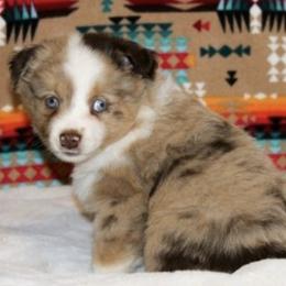 German Shepherds and Miniature Australian Shepherds from Taylor Pevehouse