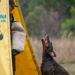 Sinner - Doberman Pinscher