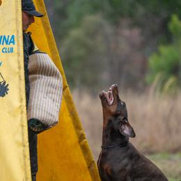 Sinner - Doberman Pinscher