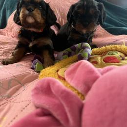 Dandelion - Black and tan female Cavalier King Charles Spaniel puppy in Lawton, Oklahoma from Wild Wishes Cavaliers