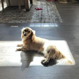 Dachshund All Grown Up from Brit’s Doxie Crossing