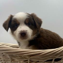 Dolly (Natural Tail) - Red tri female Miniature Australian Shepherd puppy in Liberty, South Carolina from Alexander Canines