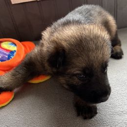 Girl 2 - Sable female German Shepherd puppy in Sharon Grove, Kentucky from Julie’s Shepherds