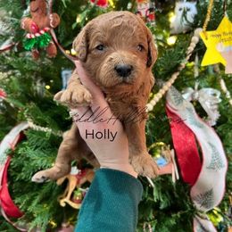 Holly - Red  female Goldendoodle puppy in Rienzi, Mississippi from Saddle Hill Farms