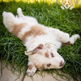 Latte - Red merle male Miniature Australian Shepherd puppy in Hearne, Texas from Wigglebutts Unlimited