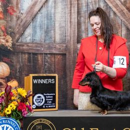 Dachshunds from Howard Hounds