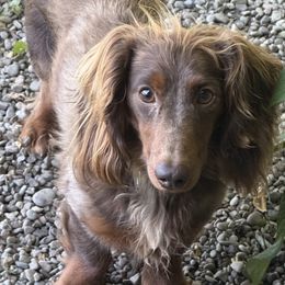 Huckleberry - Dachshund