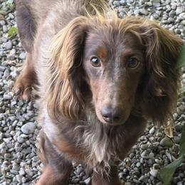 Huckleberry - Dachshund