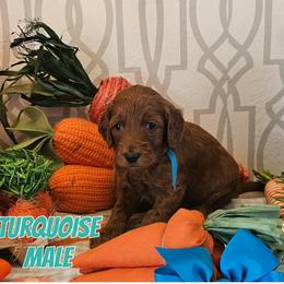 Turquoise - Red  male Goldendoodle puppy in Haughton, Louisiana from Bailey’s Cajun Canines