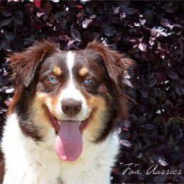 Reba - Australian Shepherd