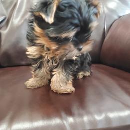 Yorkshire Terrier Puppies from Redwood Puppies