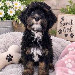Zoey - Dark Pink Collar - Phantom female Bernedoodle puppy in Port Charlotte, Florida from Islands Wheatens and Poodles