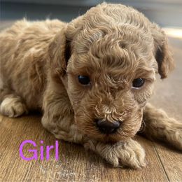 Girl - Red  female Poodle puppy in South Dakota from Continental Cavaliers