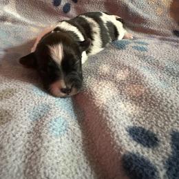 Yellow collar - Black and white male Shorkie puppy in Staten Island, New York from Sensational Shorkies