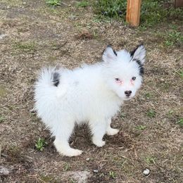 Luna - White female Pomsky puppy in Mc Minnville, Oregon from West Coast Pomskies
