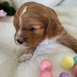 Cavapoos and Cockapoos from Happy Doodles- Cockapoo and Cavapoo puppies