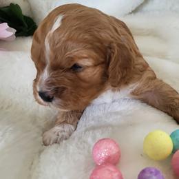 Cavapoos and Cockapoos from Happy Doodles- Cockapoo and Cavapoo puppies