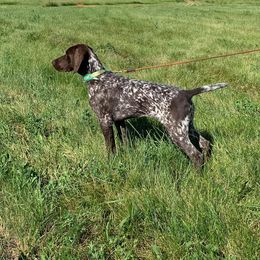 German Shorthaired Pointer Puppies from Magic City Gun Dogs