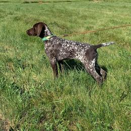 German Shorthaired Pointer Puppies from Magic City Gun Dogs