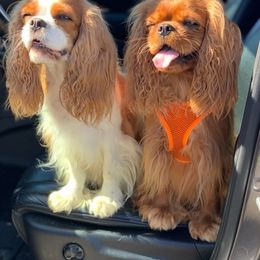 Cavalier King Charles Spaniel All Grown Up from Anita Barr's Cavalier King Charles Spaniels