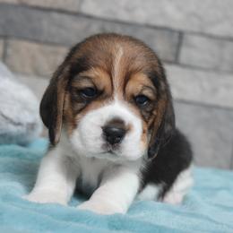 Dallas - Black tan and white male Beagle puppy in Morrill, Kansas from Kelle Beagles