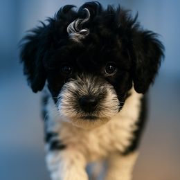 Clove - Black and white male Companion Cross puppy in Glenmont, New York from CocoPuff Breeders