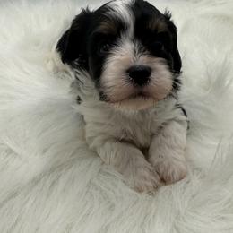 Girl 1 - female Cavapoo puppy in Mena, Arkansas from Ouachita Gold Diggers