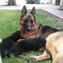 German Shepherd Puppies from Carrithers Kennels
