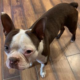 Boston Terriers from Lyn’s Boston Babies