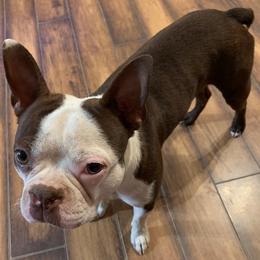 Boston Terriers from Lyn’s Boston Babies