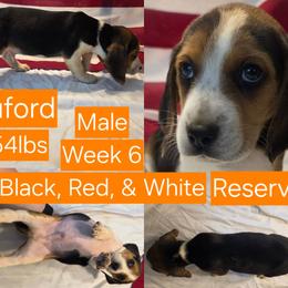 Buford Orange Male - Black red and white male Beagle puppy in Bemidji, Minnesota from Nse Farms Beagles