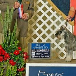 Miniature Schnauzers from Bigfoot Schnauzers