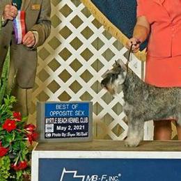 Miniature Schnauzers from Bigfoot Schnauzers