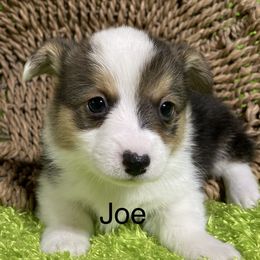 Aussiedoodle, Cavapoo, Cockapoo, and Pembroke Welsh Corgi Puppies from Cobbs Creek Canines