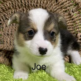 Aussiedoodle, Cavapoo, Cockapoo, and Pembroke Welsh Corgi Puppies from Cobbs Creek Canines