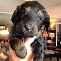 Maui - Phantom male Bernedoodle puppy in Yuba City, California from Ranch House Doodles